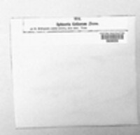 Leptosphaeria galiorum image